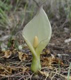 Arum italicum subspecies albispathum