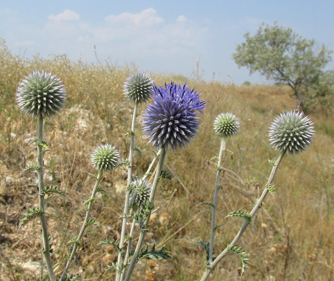 Изображение особи Echinops ritro.