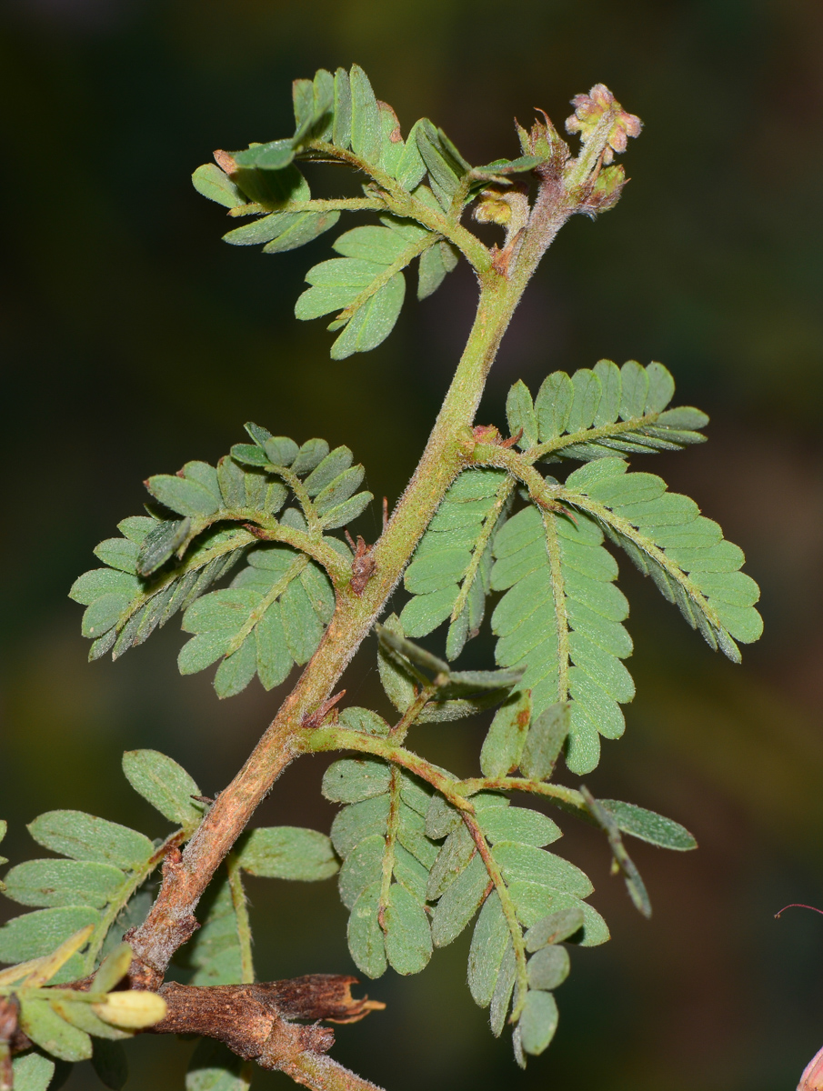 Image of Calliandra californica specimen.