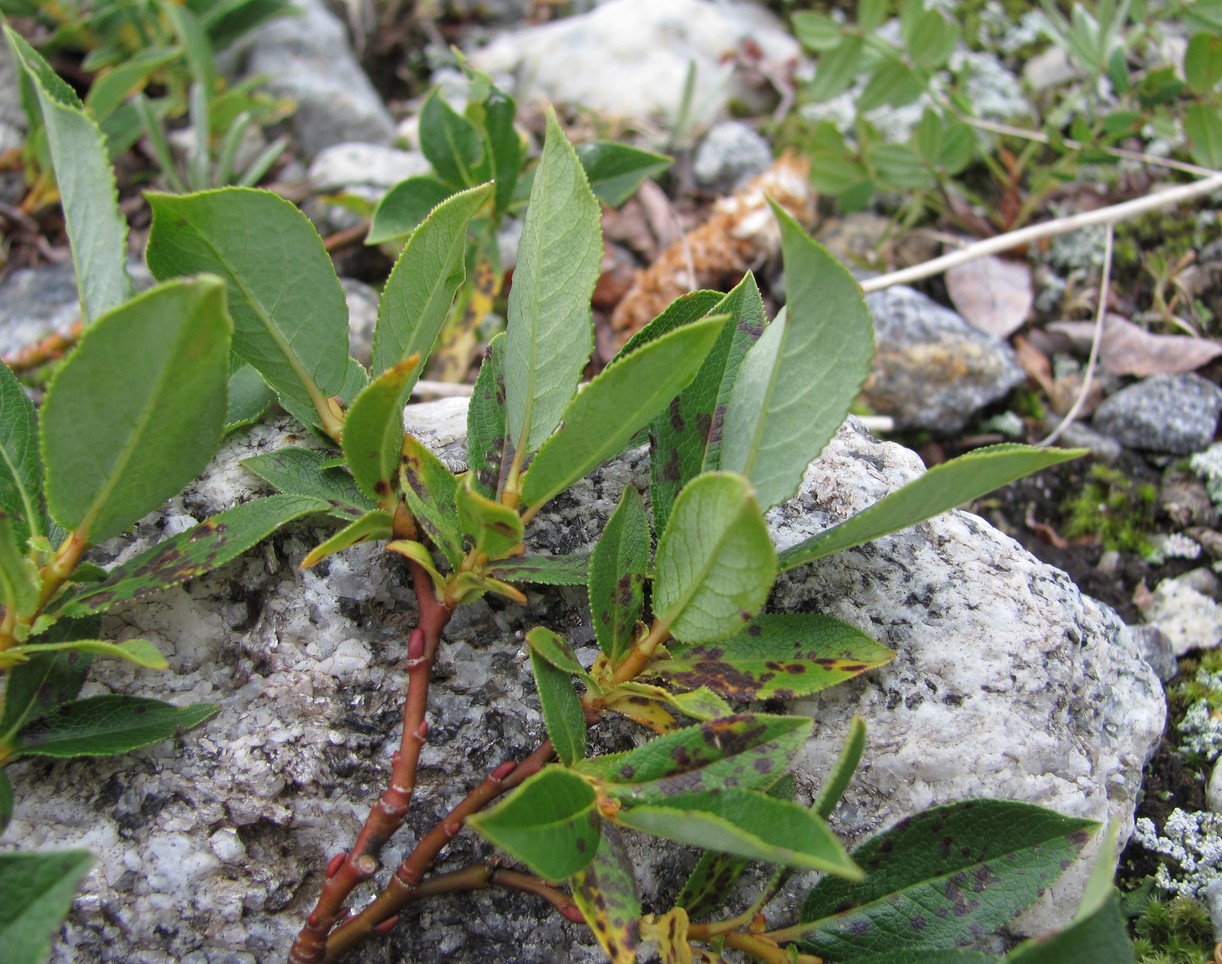 Image of Salix apoda specimen.