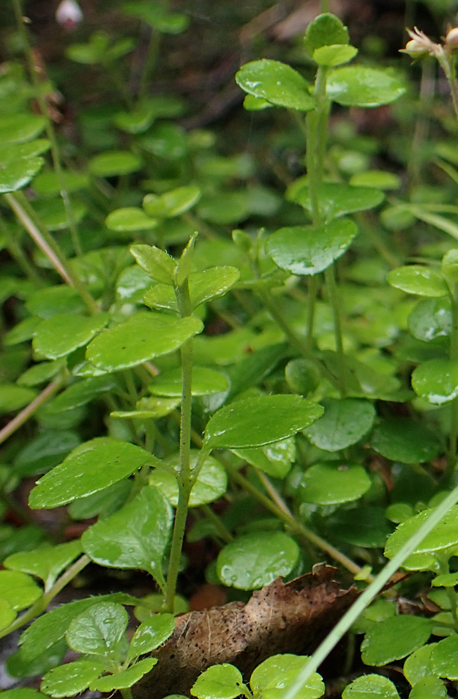 Изображение особи Linnaea borealis.