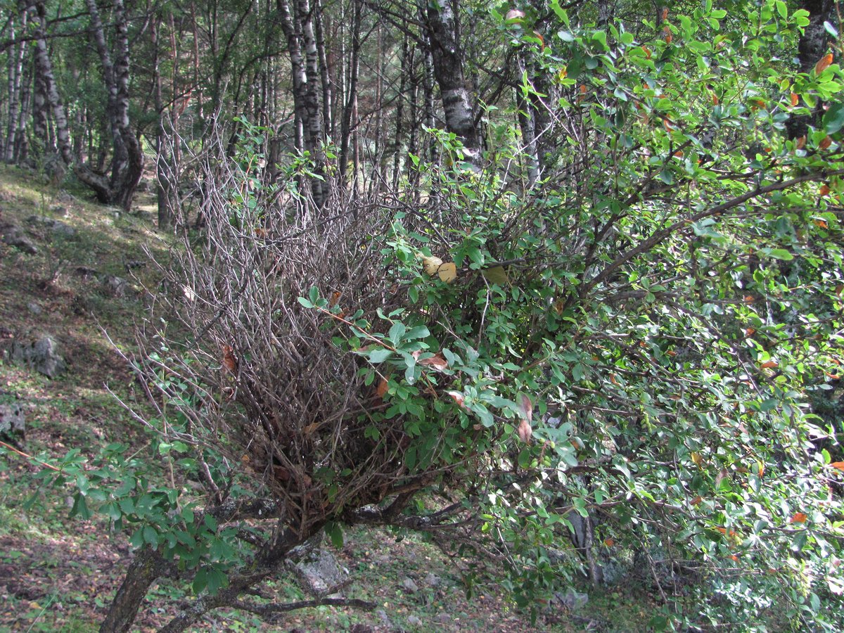 Изображение особи Berberis vulgaris.