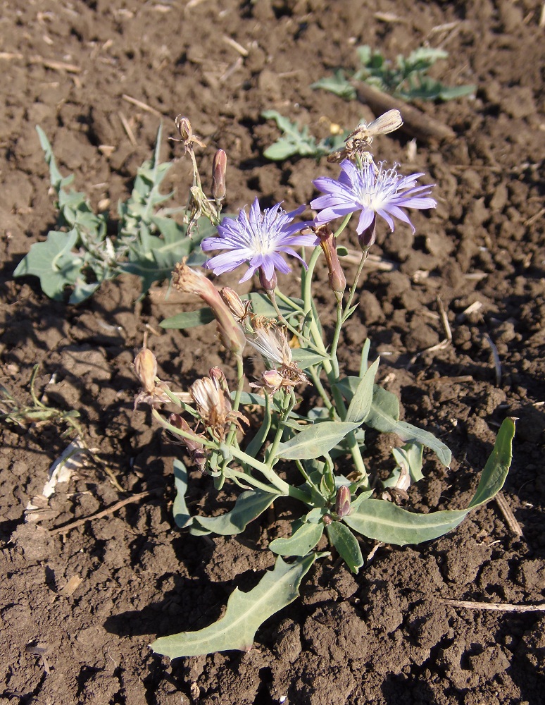 Изображение особи Lactuca tatarica.