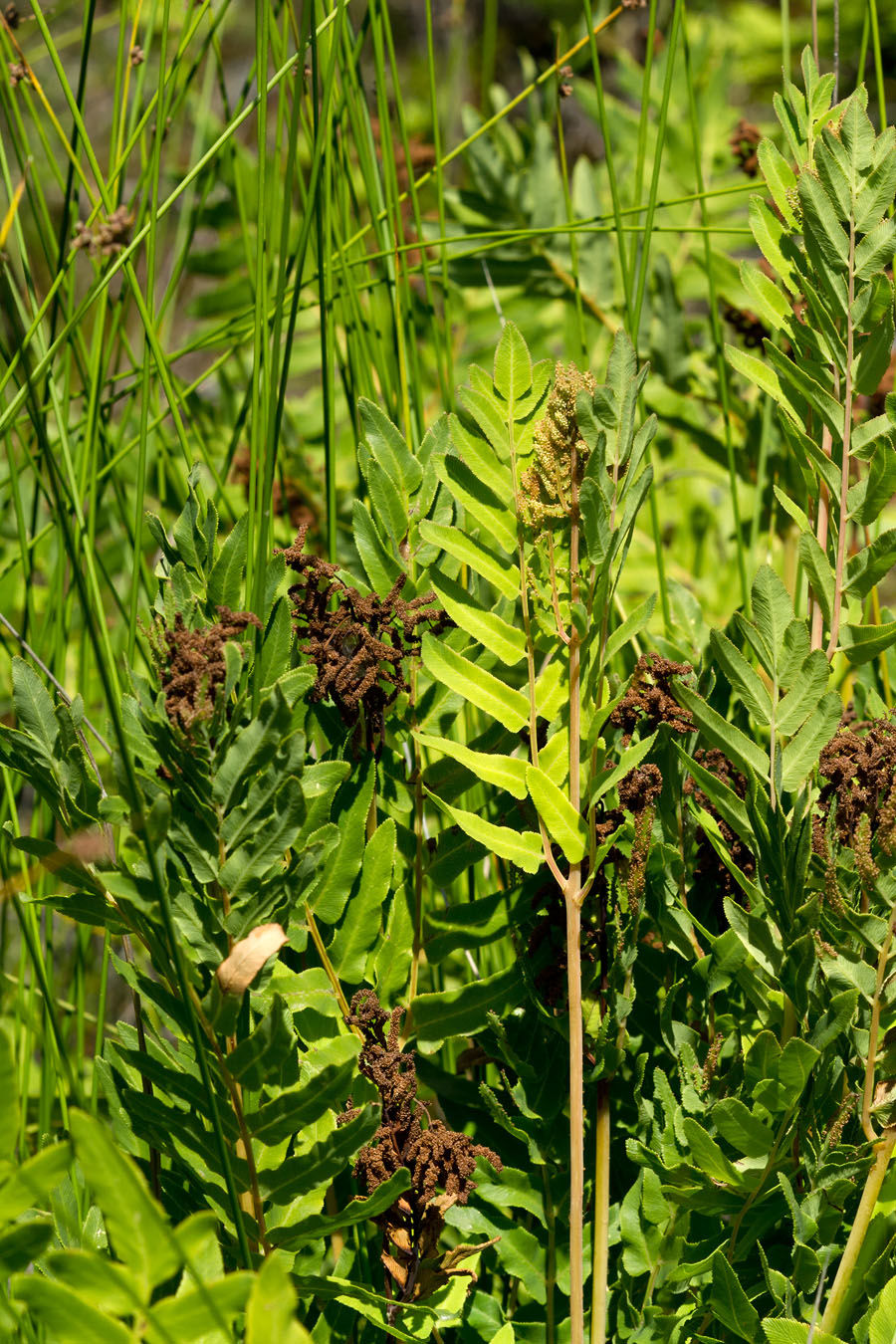 Image of Osmunda regalis specimen.