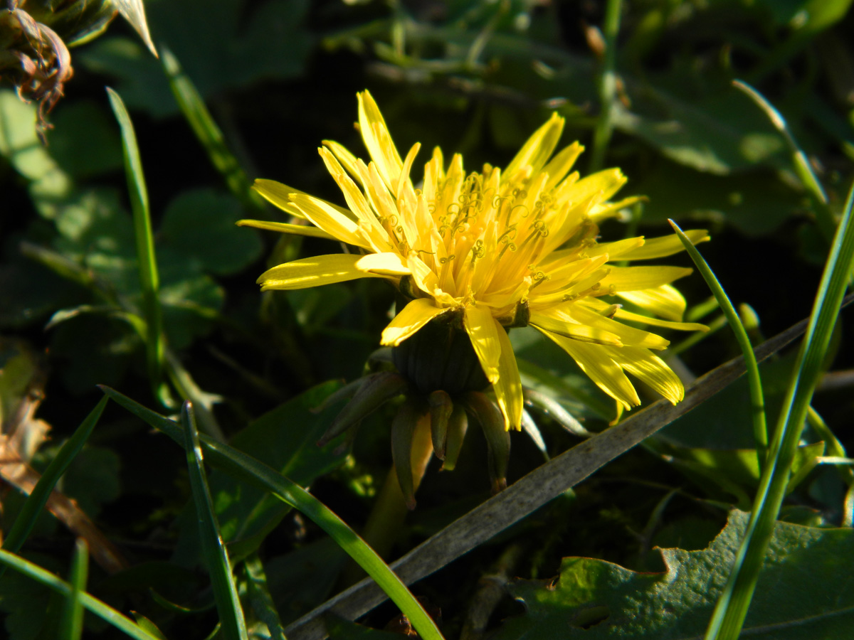 Image of genus Taraxacum specimen.