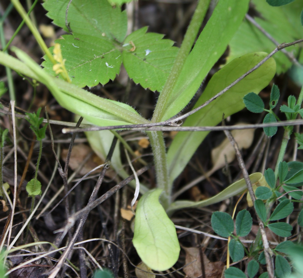 Image of Valerianella turgida specimen.