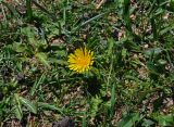 genus Taraxacum. Цветущее растение. Монголия, аймак Завхан, долина р. Идэр-Гол, ≈ 1600 м н.у.м., пойменная терраса. 07.06.2017.