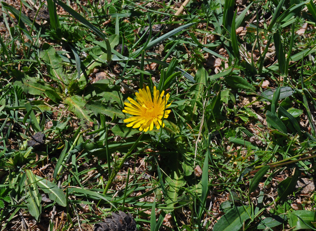 Image of genus Taraxacum specimen.