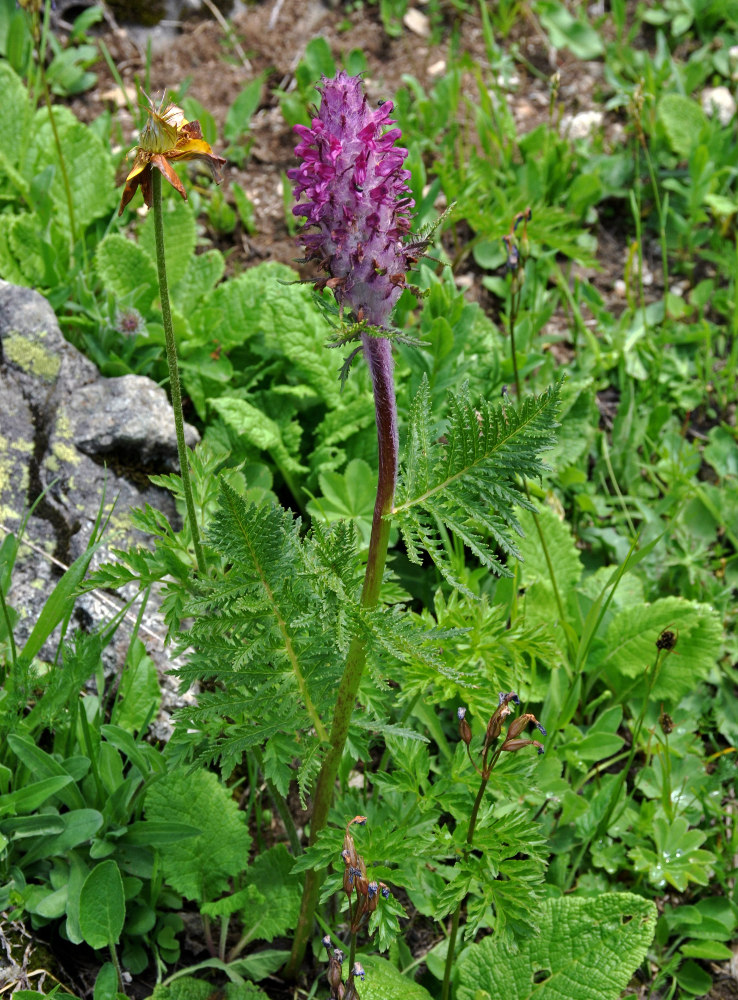 Изображение особи Pedicularis panjutinii.