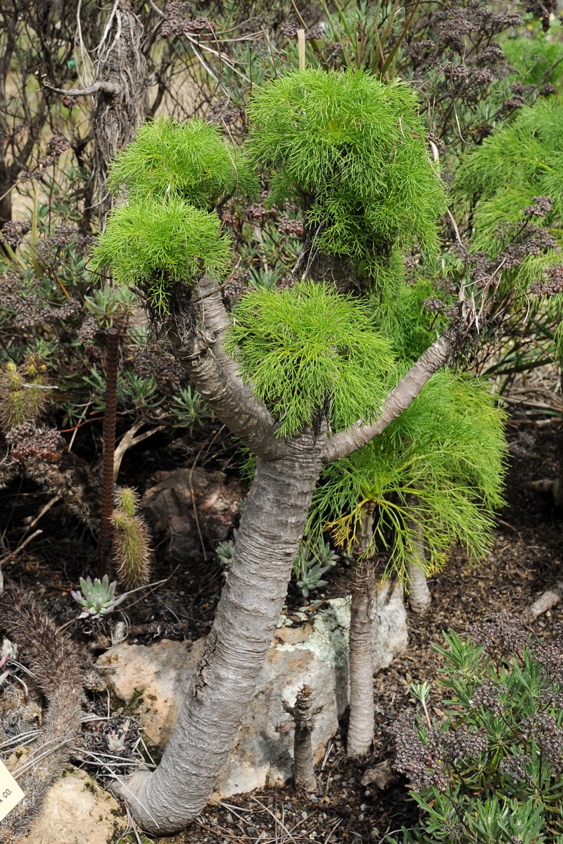 Image of Coreopsis gigantea specimen.