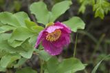 Paeonia daurica