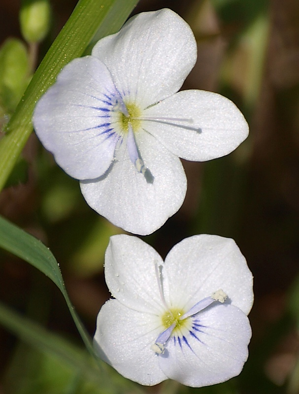 Изображение особи Veronica filiformis.