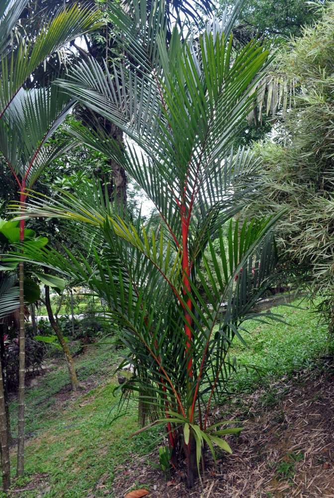 Image of Cyrtostachys renda specimen.