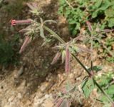 Saponaria glutinosa. Верхушка цветущего побега. Крым, окр. Феодосии, ур. Кизилташ. 06.05.2018.