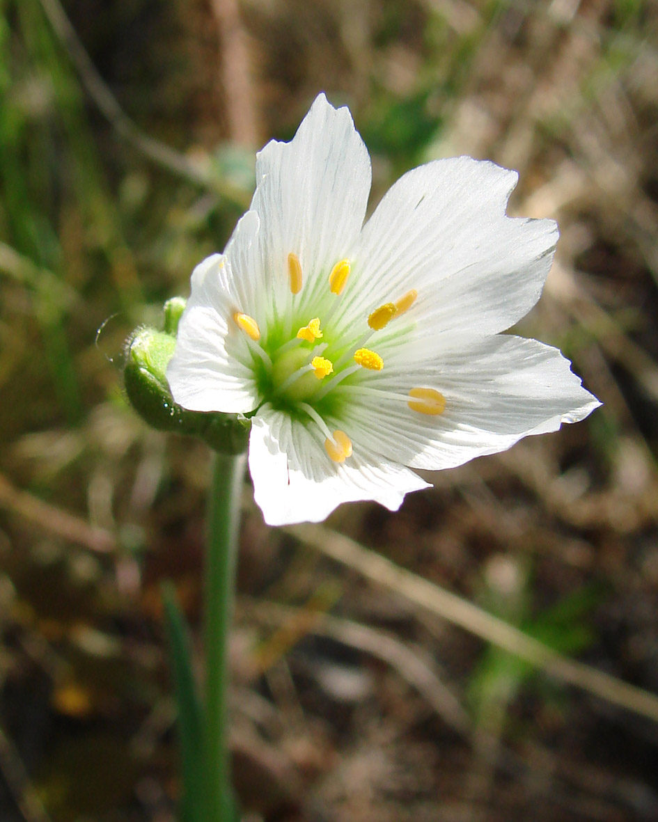 Image of Cerastium maximum specimen.