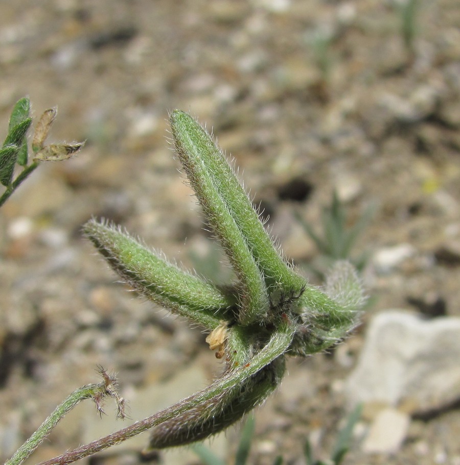 Изображение особи Astragalus asterias.