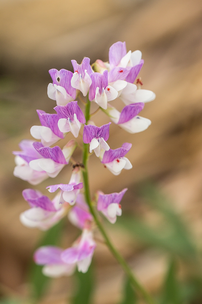 Изображение особи Vicia biennis.