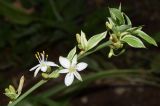 Chlorophytum comosum