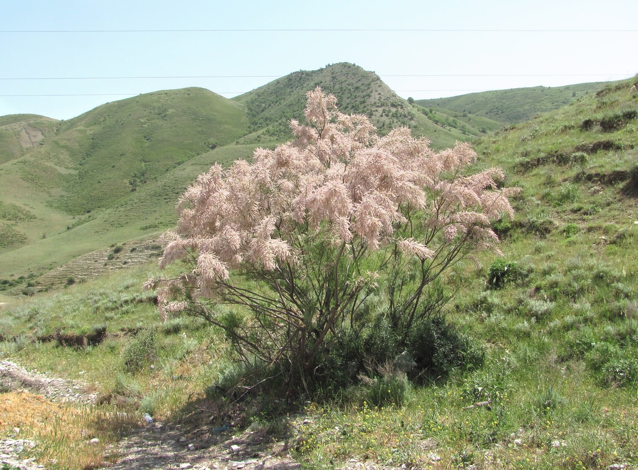 Image of genus Tamarix specimen.