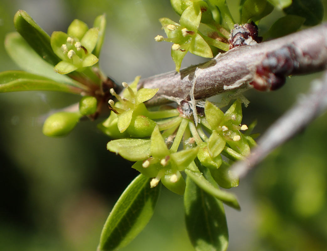 Image of Rhamnus lycioides ssp. oleoides specimen.