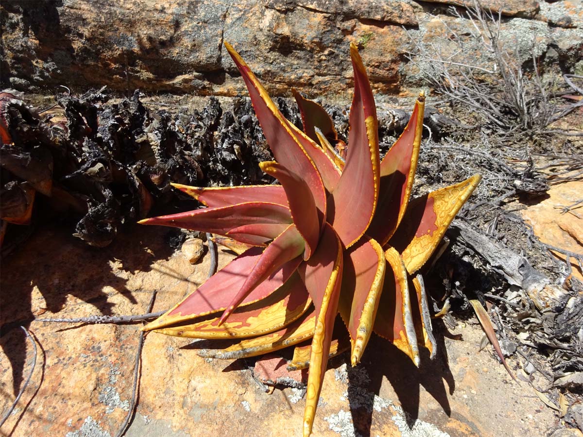 Изображение особи Aloe perfoliata.