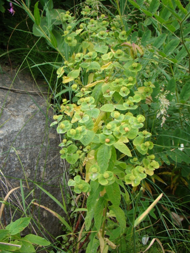 Image of Euphorbia stricta specimen.