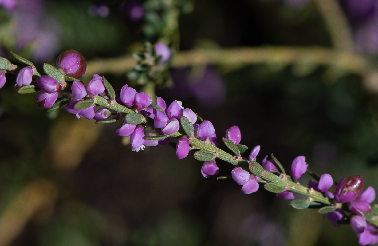 Image of Muraltia spinosa specimen.