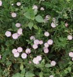 Convolvulus arvensis