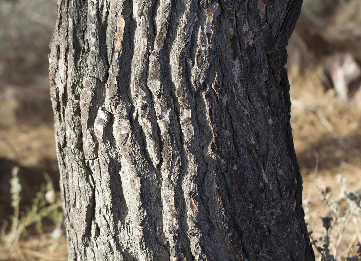 Image of Pinus halepensis specimen.