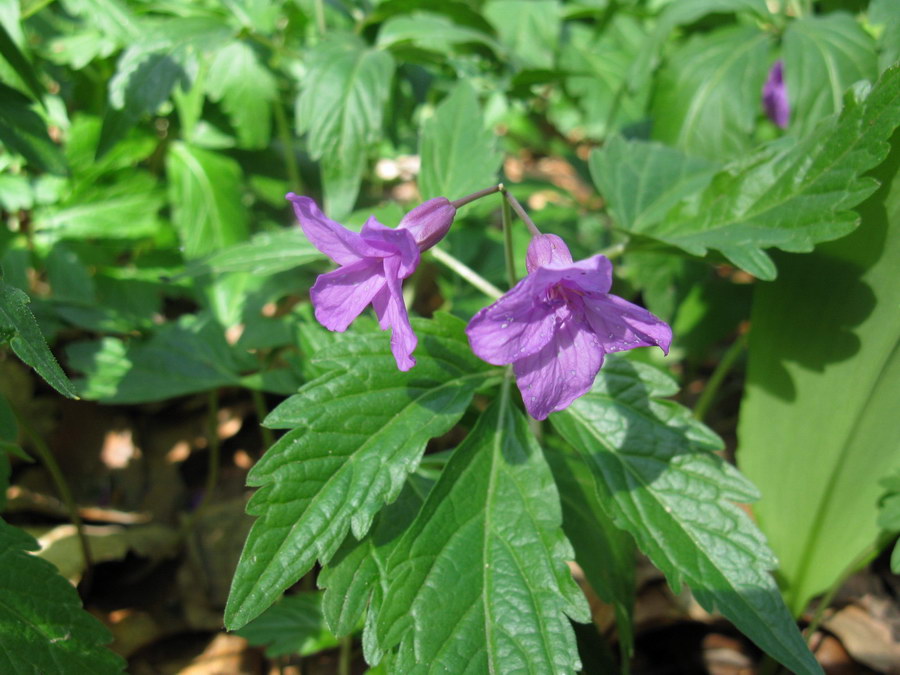 Image of Cardamine glanduligera specimen.
