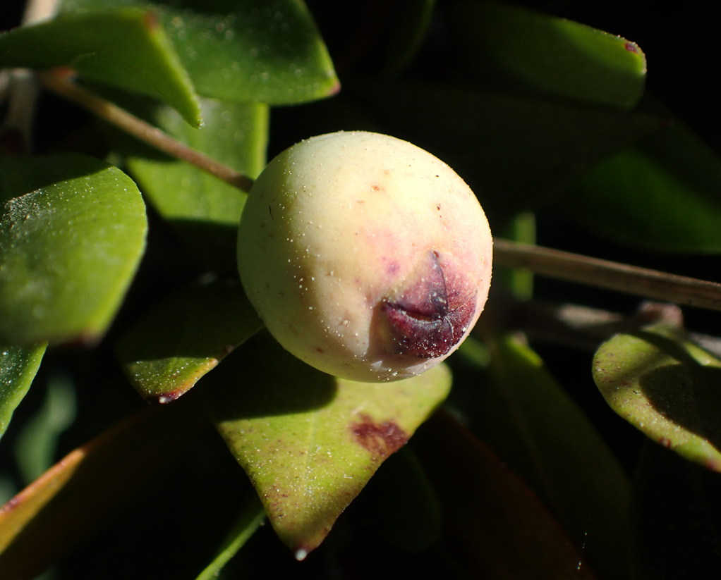 Изображение особи Myrtus communis var. leucocarpa.