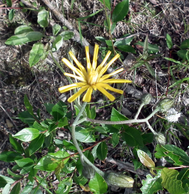 Image of genus Hieracium specimen.