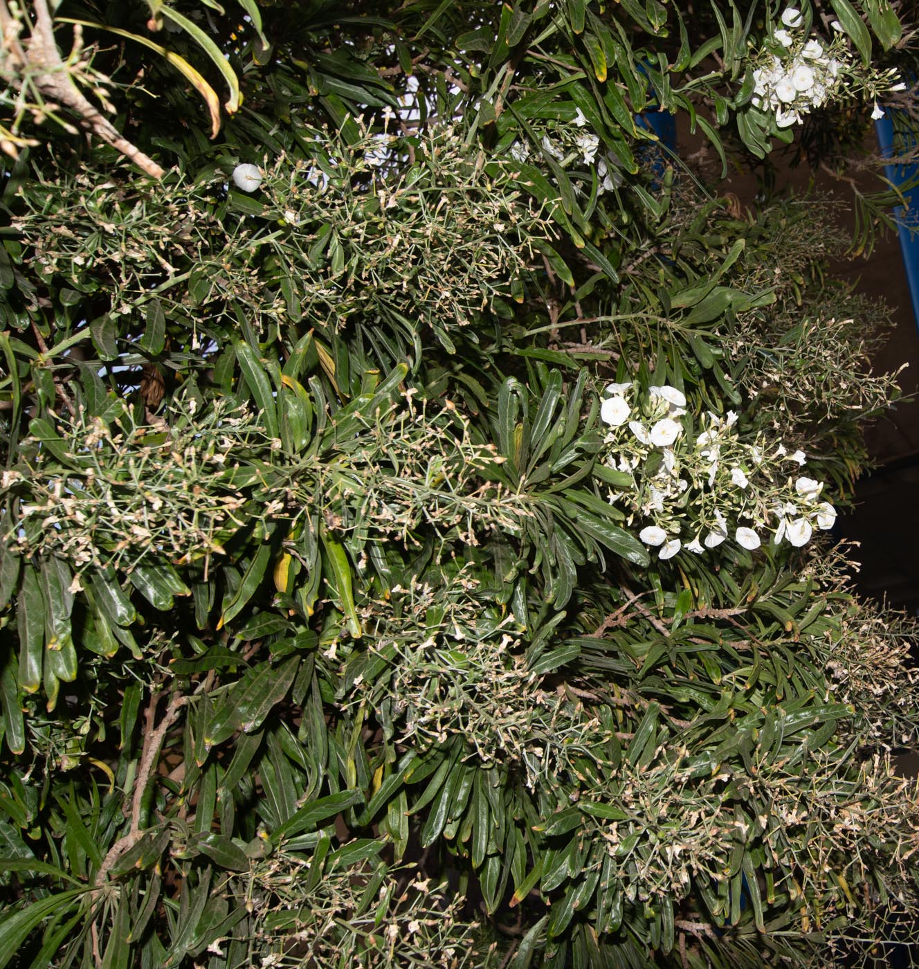 Изображение особи Convolvulus floridus.