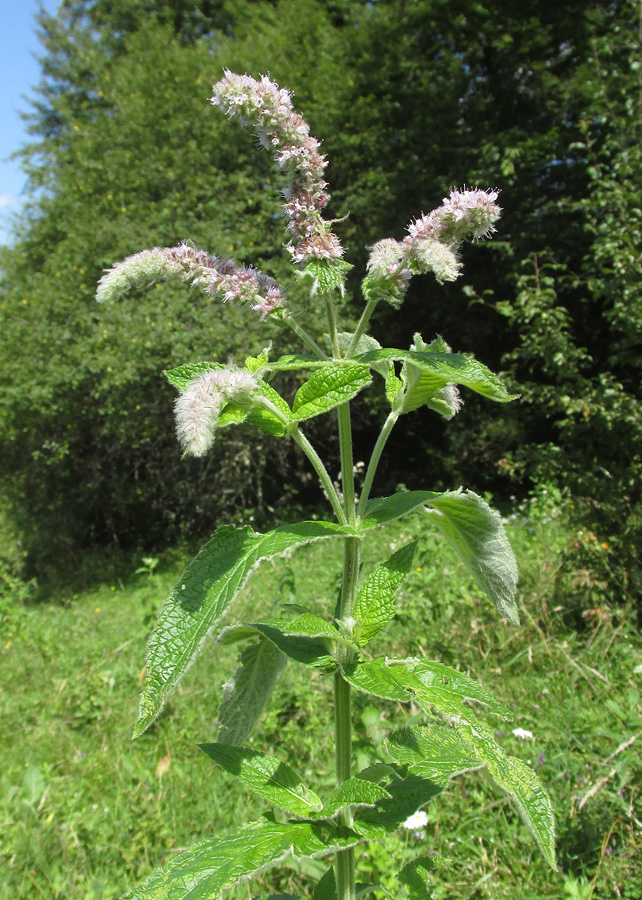 Изображение особи Mentha longifolia.