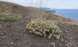 Teucrium capitatum