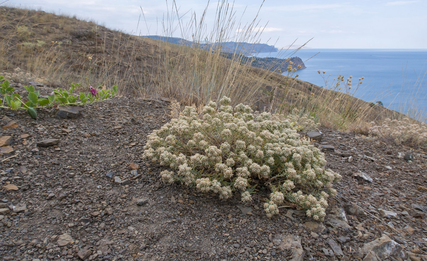 Изображение особи Teucrium capitatum.