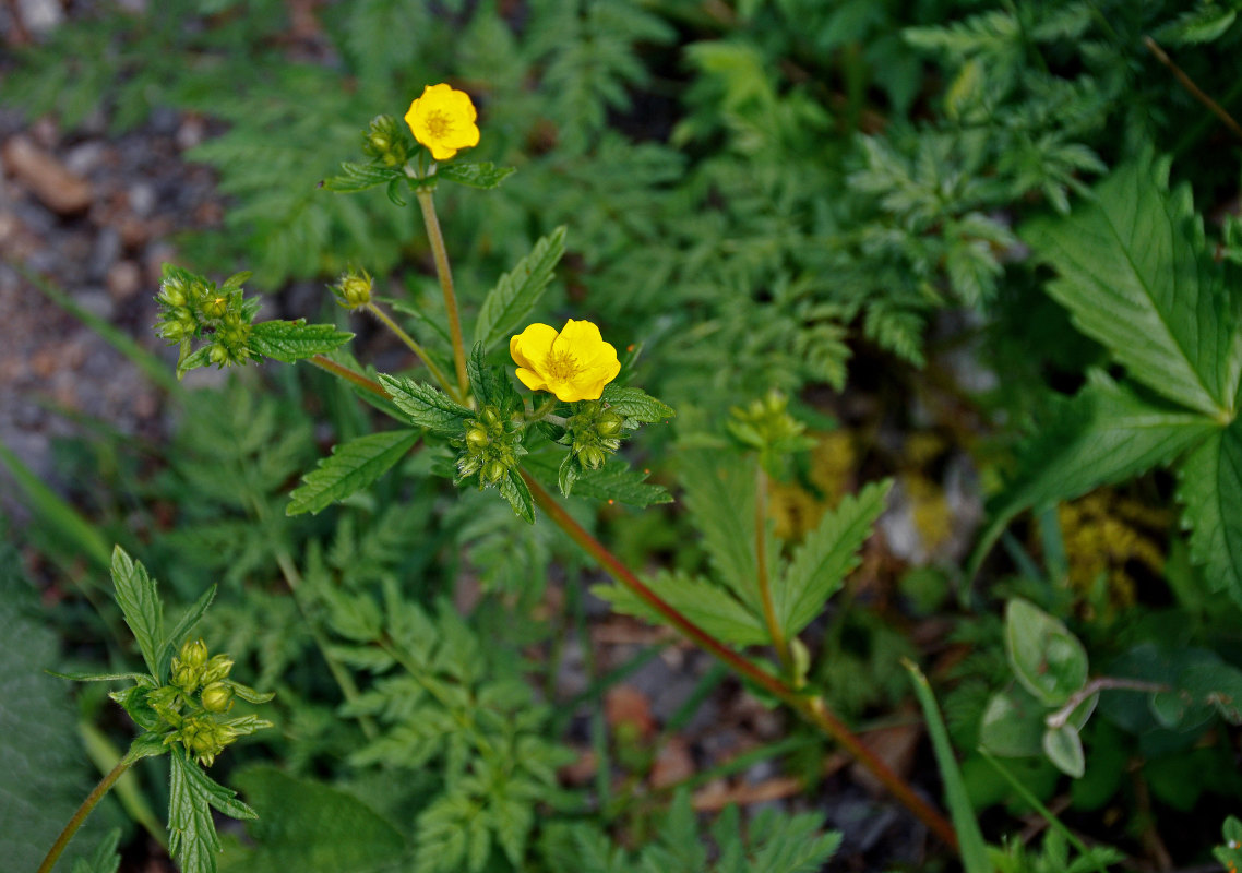 Изображение особи Potentilla chrysantha.