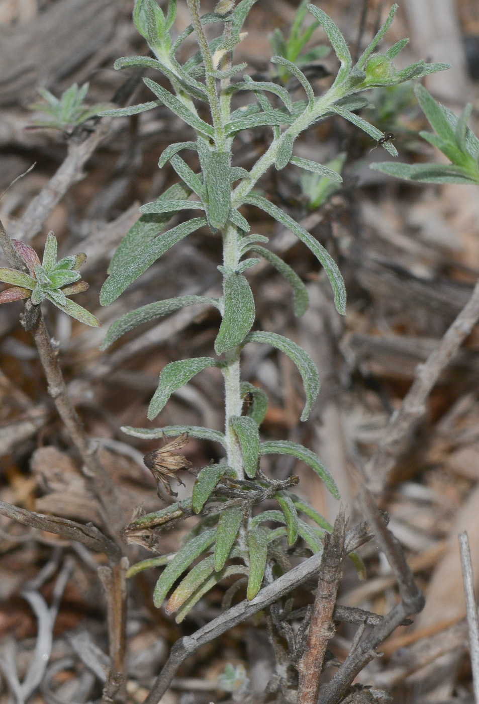 Image of Felicia australis specimen.