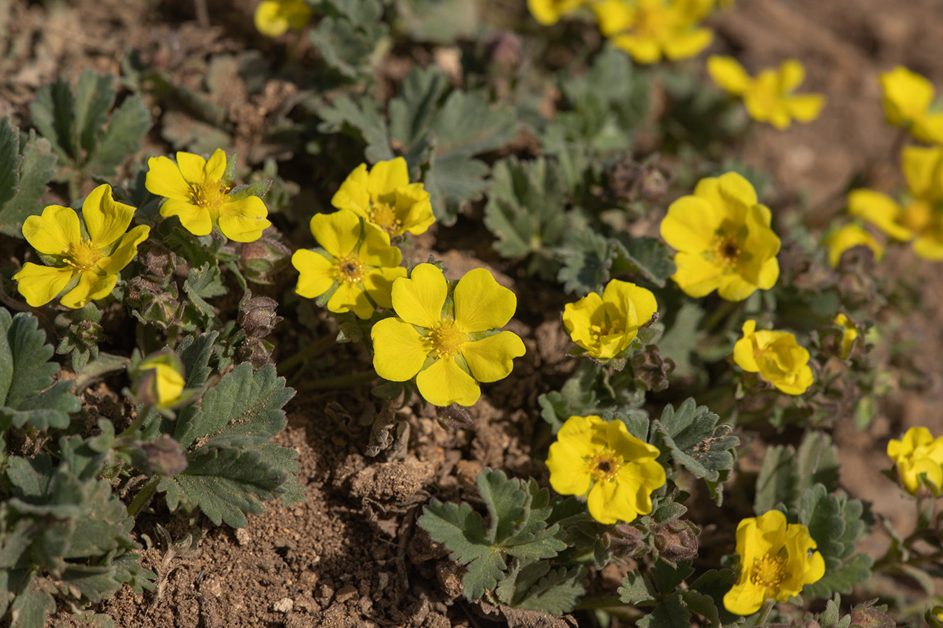 Image of Potentilla incana specimen.