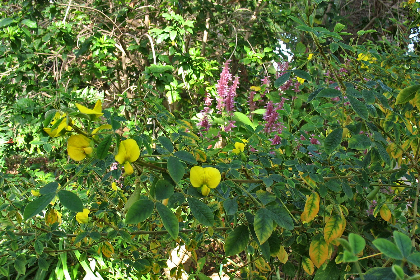 Image of Crotalaria capensis specimen.