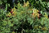 Caesalpinia gilliesii