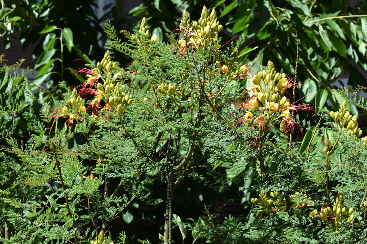 Image of Caesalpinia gilliesii specimen.