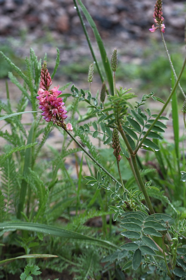 Image of Onobrychis viciifolia specimen.