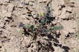 Astragalus pseudoeremophysa