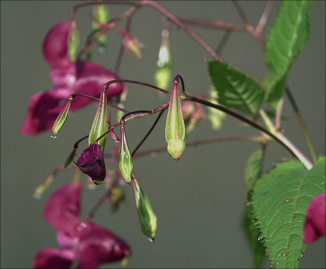 Image of Impatiens glandulifera specimen.