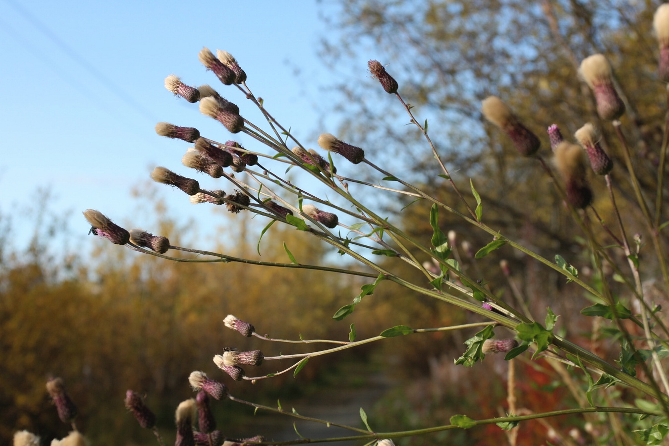 Image of Cirsium arvense specimen.