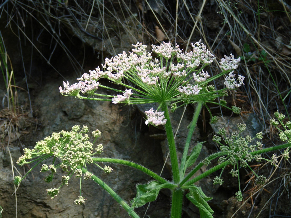 Изображение особи Heracleum dissectum.