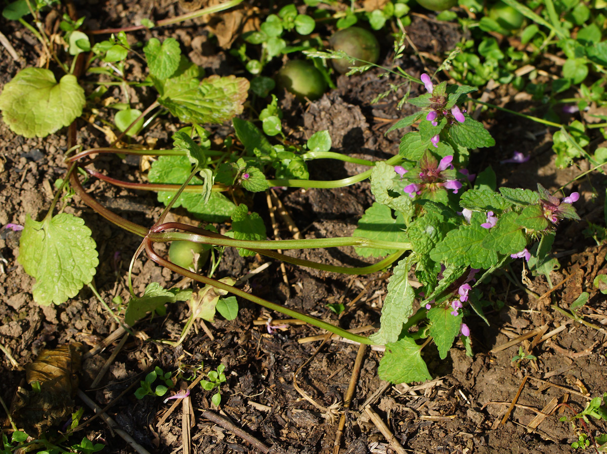 Image of Lamium purpureum specimen.