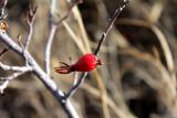 Rosa nanothamnus