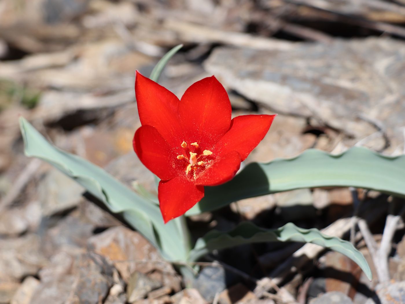 Image of Tulipa butkovii specimen.